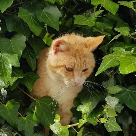 Etna, Salvia E Rosmarino Дом отдыха *