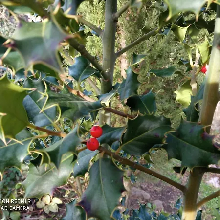 Etna, Salvia E Rosmarino Vakantiehuis Maletto