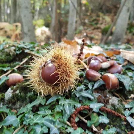 Etna, Salvia E Rosmarino Дом отдыха